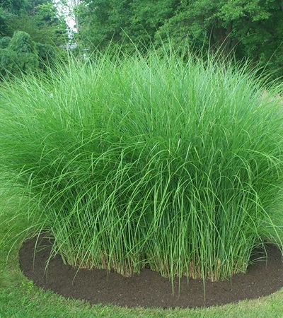 Maiden Grass Gracillimus